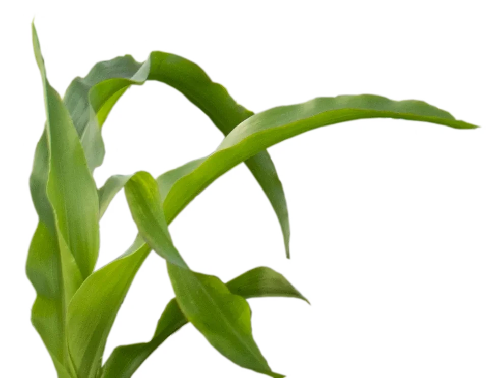 Ayekart